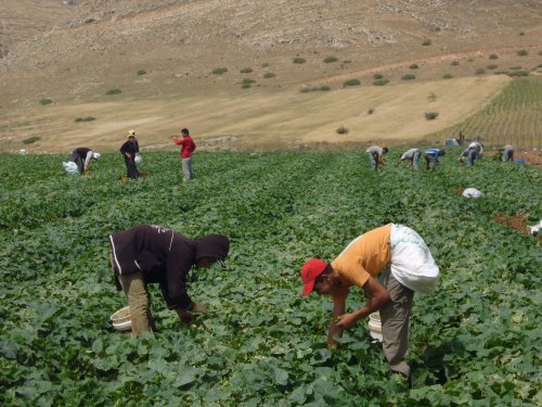 تحقيق من طوباس: "سميط" قرية موسمية تزول بعد شهرين؟