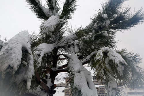أجمل صور رسمها الثلج في جبل لبنان