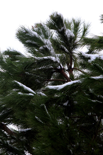 أجمل صور رسمها الثلج في جبل لبنان