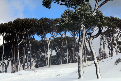 أجمل صور رسمها الثلج في جبل لبنان