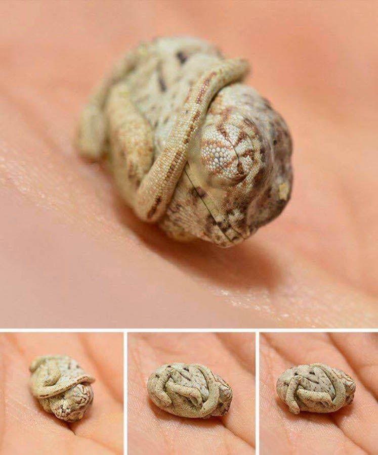 اصغر الزواحف