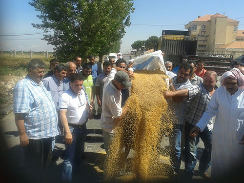 مزارعون يرمون محصول القمح على الأرض مطالبات بحل مشكلة القمح في البقاع الغربي