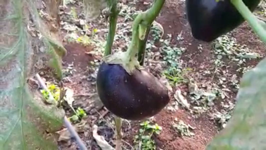 أضرار لحقت بالموسم الزراعي موجة الصقيع والجليد تتسبب بقطع العديد من الطرقات