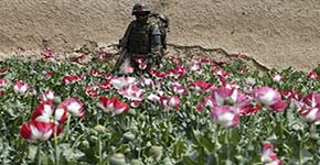 مملكة الافيون برعاية واشنطن والحلف الاطلسي