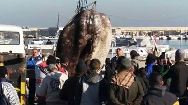 ما هي سمكة &rsquo;قمر&rsquo; أو &rsquo;شمس المحيط&rsquo; التي اصطادها صيادو طرابلس؟