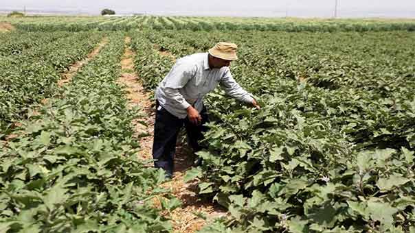 قرية &rsquo;بردلة&rsquo; .. ضحيةٌ أخرى للحرب الصهيونية على المياه الفلسطينية