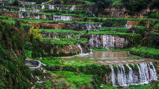 فلسطين .. الجميلة 